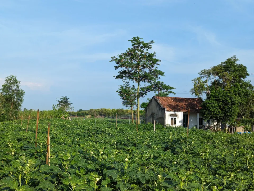 Vườn rau của Nguyễn Thị Bích Thuận